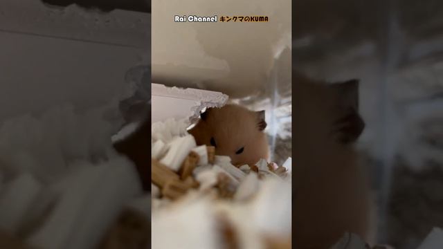 ときどきガン見のハムスター【小屋でリラックス】かわいいハムスター