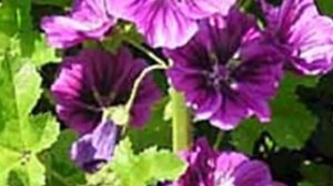 Мальва при воспалительных заболеваниях