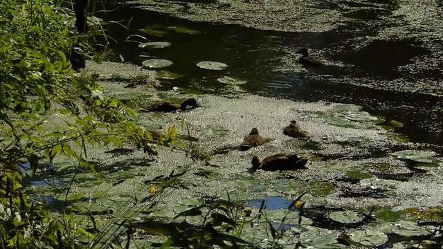 Качка-крыжанка. Кряква. Птицы Беларуси. Природа Беларуси. смотреть онлайн