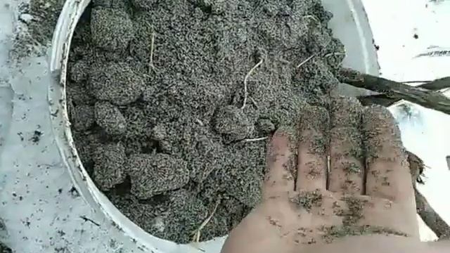 Сават Как хранить саженцы винограда зимой до посадки в открытый грунт смотреть онлайн