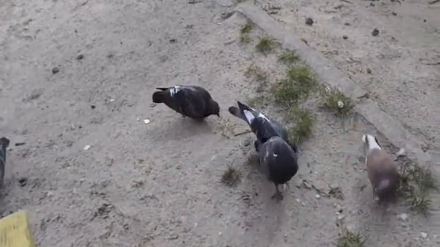 Как снимает мой Fujifilm S2980 . смотреть онлайн