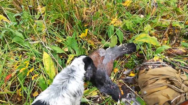 Охота на глухаря с спаниелем смотреть онлайн