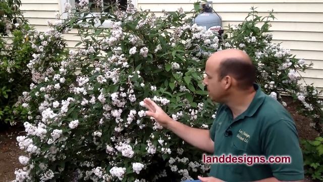 Magician Deutzia - Vibrant May-June Garden Color - Deutzia kalmiiflora 'Magician' смотреть онлайн