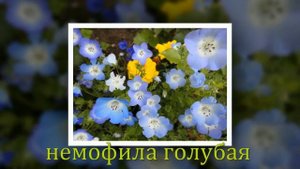 КРАСИВЫЕ  ЦВЕТЫ И ИХ НАЗВАНИЯ