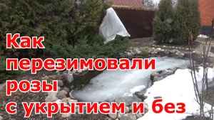 Как перезимовали розы с укрытием и без укрытия на зиму. Первые работы с розами весной в Подмосковье.
