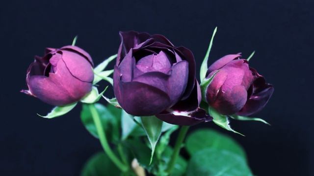 Как распускается роза Твайлайт Зон.Timelapse Rose 4К.Twilight Zone. смотреть онлайн