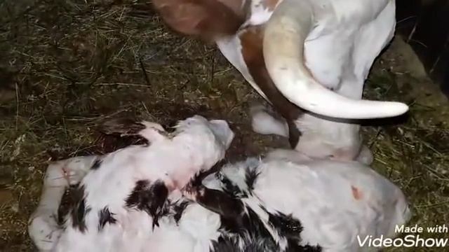 РОДЫ Айширской коровы! Полное задержание последа. #айширскаякорова #родыкоровы #роды смотреть онлайн