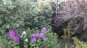 Как я  исправляла свои садовые ошибки? Сад своими руками.