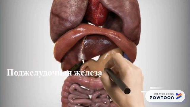 ВИСЦЕРАЛЬНЫЙ МАССАЖ Анатомия