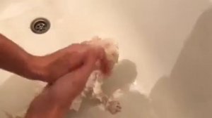Как помыть щенка мальтезе.