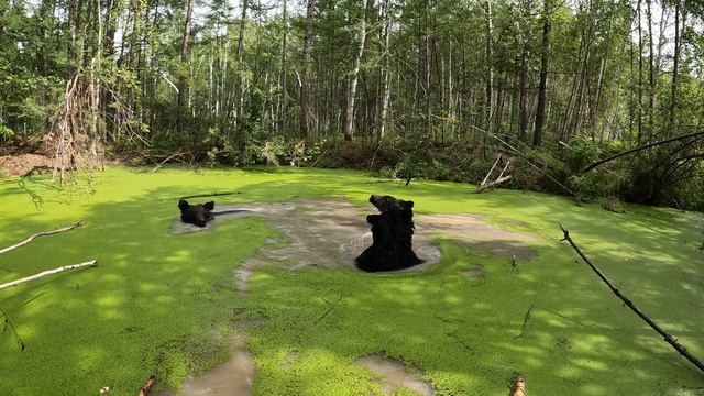 Медведи создают медвежье агентство. смотреть онлайн