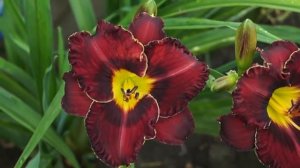 лилейник Purplelicious