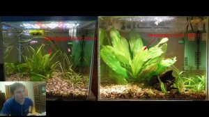 Красно-синее светодиодное освещение аквариума (1)