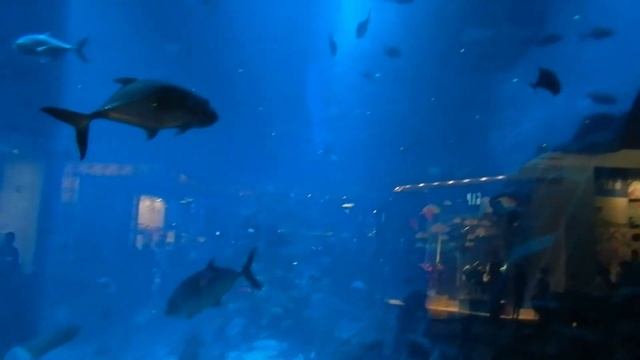 Удивительный подводный мир ОАЭ в музыкальных тонах/Amazing underwater world of theUAE musical color