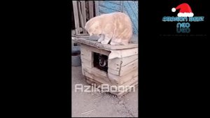 NAJIMBOY ENG ZUR QISMLAR 12_SONI | DUBLYAJDA AZIKBOOM