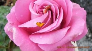 Роза чайно-гибридная Клод Брассер (Rose Claude Brasseur) ? обзор: как сажать, саженцы розы