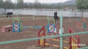 Продажа Ахалтекинских лошадей Sale of Akhal-Teke horses https://akhaltekellc.com