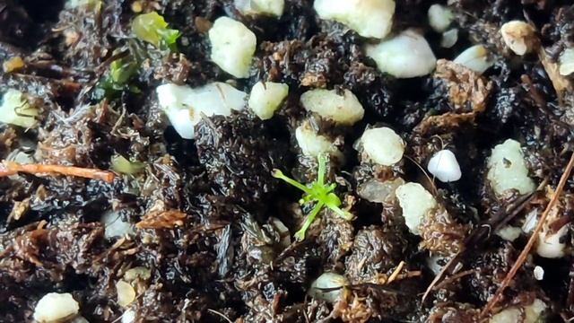 Выращивание пигмейной Росянки из гемм. Как выросли за 2,5 месяца. смотреть онлайн