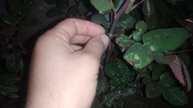 Во время карантина делаем чудо )) #оставайтесьдома #домалучше