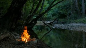 Пересадка тюльпанов после цветения