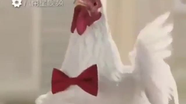 Куд куда песря#куд куда#