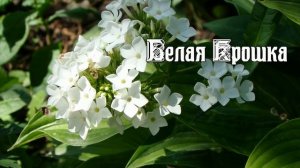 Разнообразие мелкоцветковых флоксов