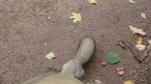 Про Ушастика и как ворона проворонила орех