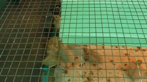 Выращивание индюков