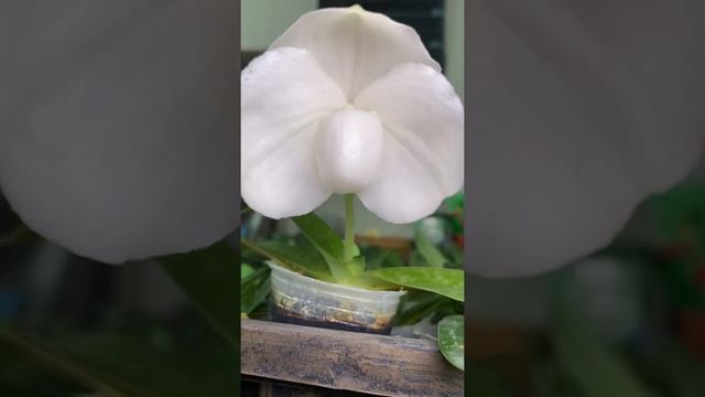 Mk03 Paph. godefroyae album