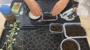 Сохраняю маточное растение Дихондры в комнатных условиях