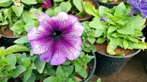 5 Variety Petunia Flowers and Plant || Petunia Plant Types Part 4