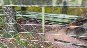 обзор загородной резиденции "БОР" - базы отдыха