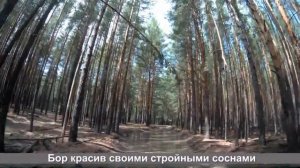 За белым грибом в Караканский бор  Новосибирская область, Искитимский район,  июль 2020