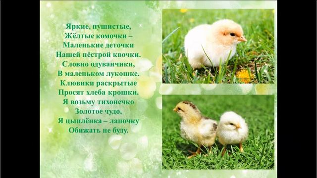 Видео-урок по компьютерной грамотности на тему Цыпленок смотреть онлайн