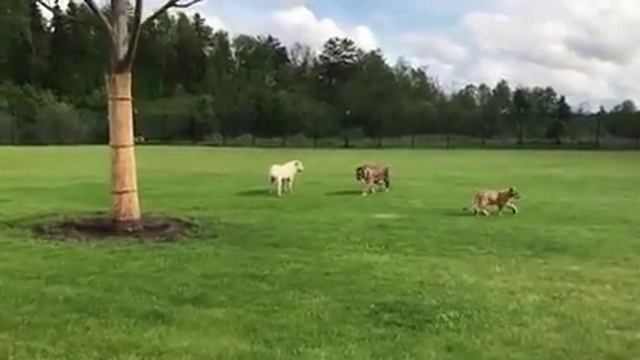 Тигр и собака Алабай вместе! #Shorts