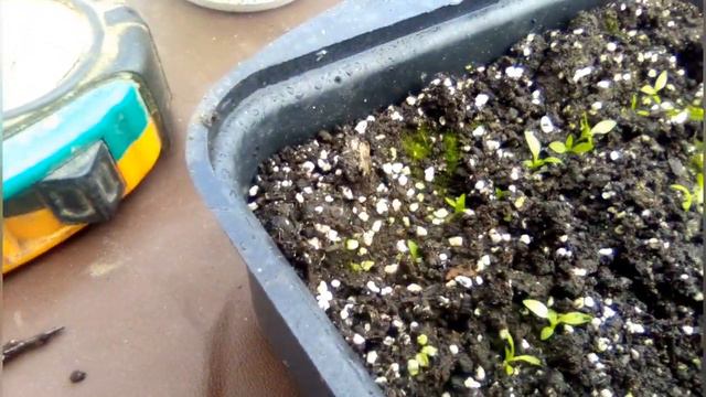 Обзор шо росте в теплыци на 12февралядачакрасивые цветырассадаРосада овощей и цветовflowers