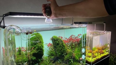 Complete Aquascaping Beginners Guide - Learn ALL The Basics!