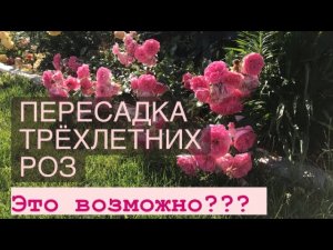Что будет с розами Взрослые кусты после пересадки ⁉️.mp4
