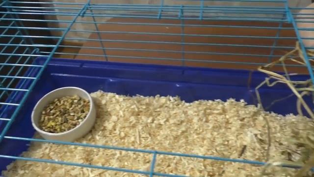 Что нужно для появления морской свинки в доме? Хейтеры атакуют даем отпор смотреть онлайн