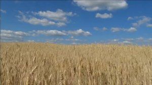 Стихи "Русь" Сергей Есенин