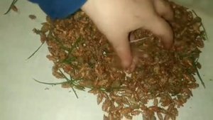 Сосновые почки!