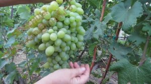 Новый Подарок Запорожью - беспроблемный урожайный сорт винограда (Пузенко Наталья Лариасовна)