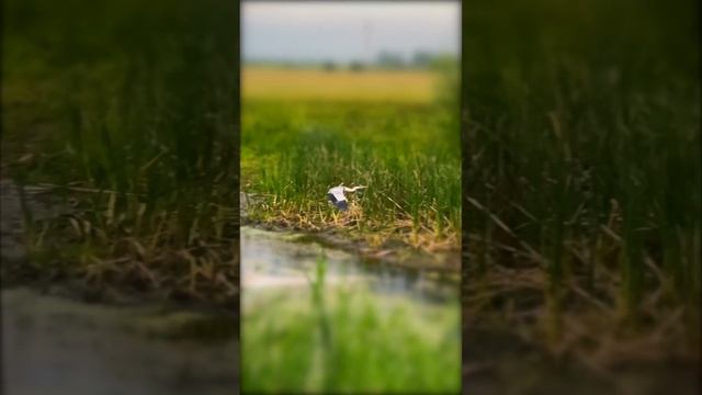 Свили цапли гнездо из пакли