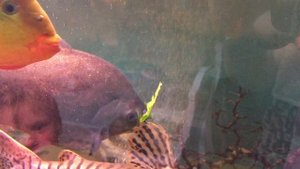 Красный паку - большая добрая корова) Red Pacu