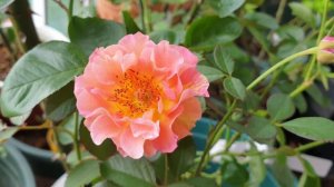 Hoa hồng sọc của Pháp “La Parisienne” Rose