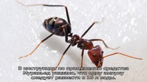 Муравьед КЭ инструкция по применению