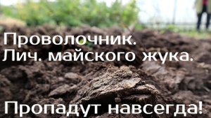 Все вредители огорода пропадут если сделать так осенью! Хитрый способ уничтожить вредителя в октябре