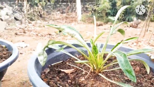 Gazania|How to care Gazania winter flower plant |best fertilizer for Gazania plant. смотреть онлайн