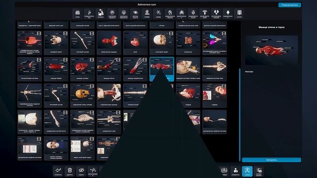 Интерактивный анатомический атлас Pl-Anatomy