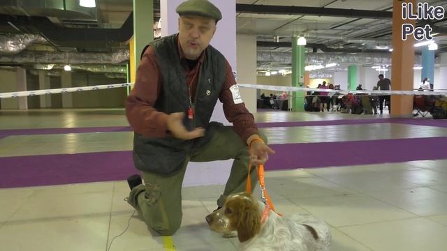 Уход за бретонским эпаньолем смотреть онлайн